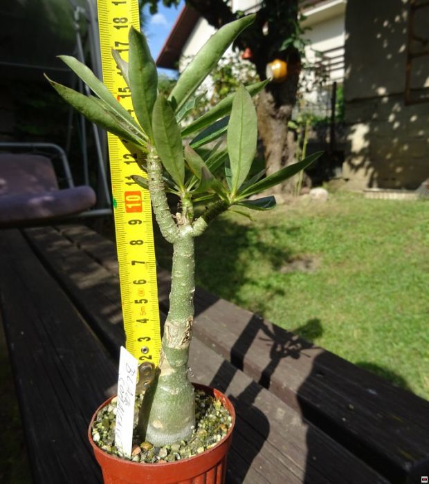 Adenium hybrid Black_somalense_vyska.jpg